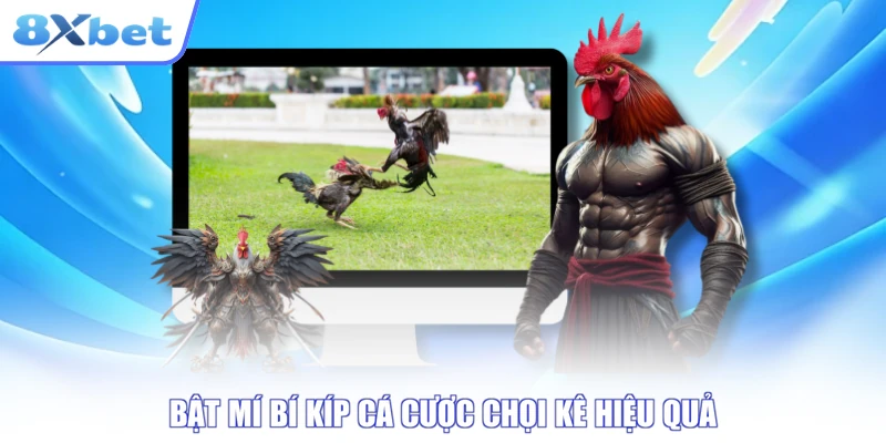 Kinh nghiệm cược đá gà đòn trực tiếp qua quan sát thể hình chiến kê