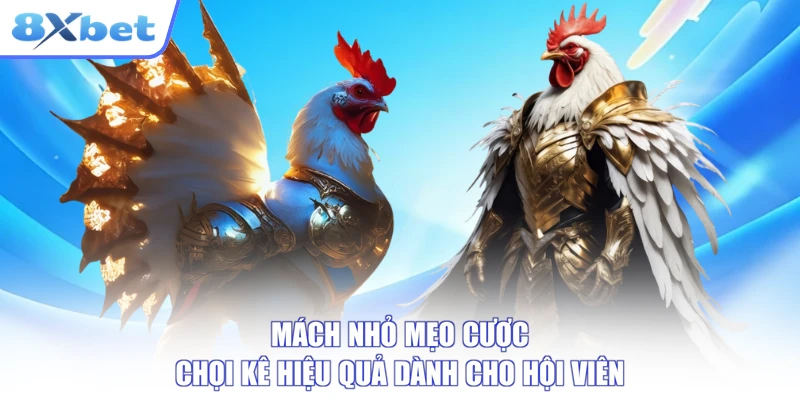 Mẹo cược đá gà trực tiếp hiệu quả hơn khi quan sát trước giờ khóa