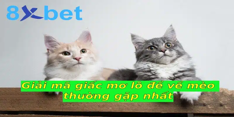 Giải mã giấc mơ lô đề khi nằm mơ thấy mèo